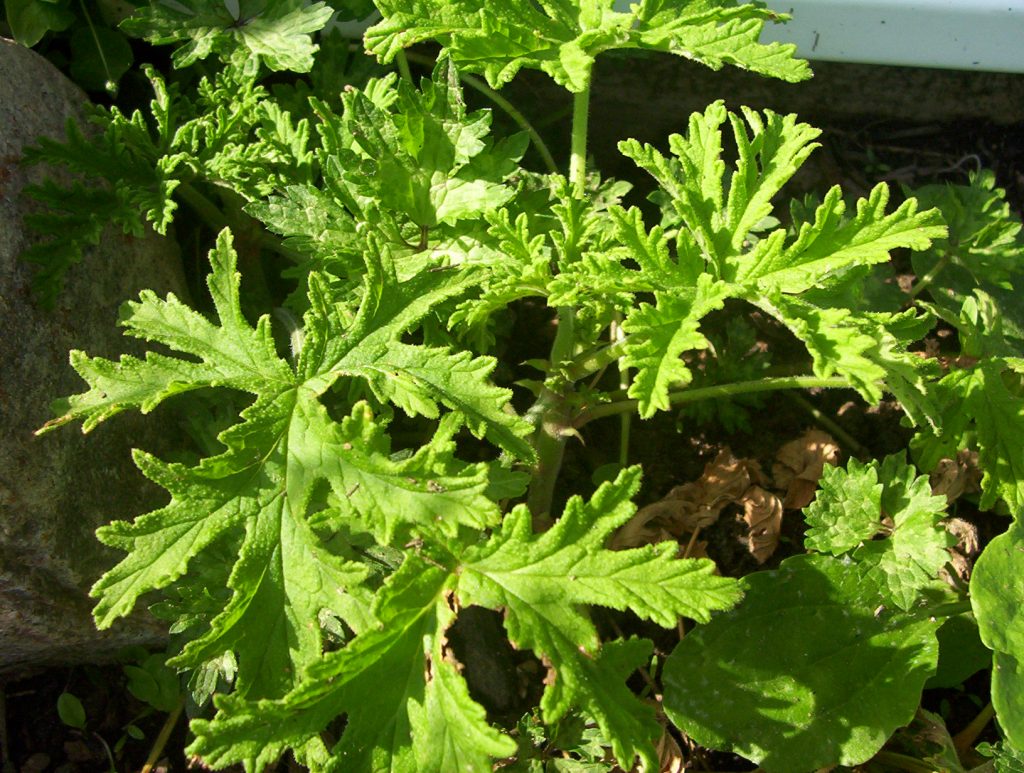 Citronella