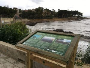 Posidonia oceanica en las playas de Alicante
