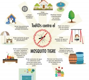 Mosquito tigre
