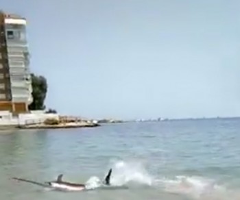 Pez Espada en la Playa de La Albufereta